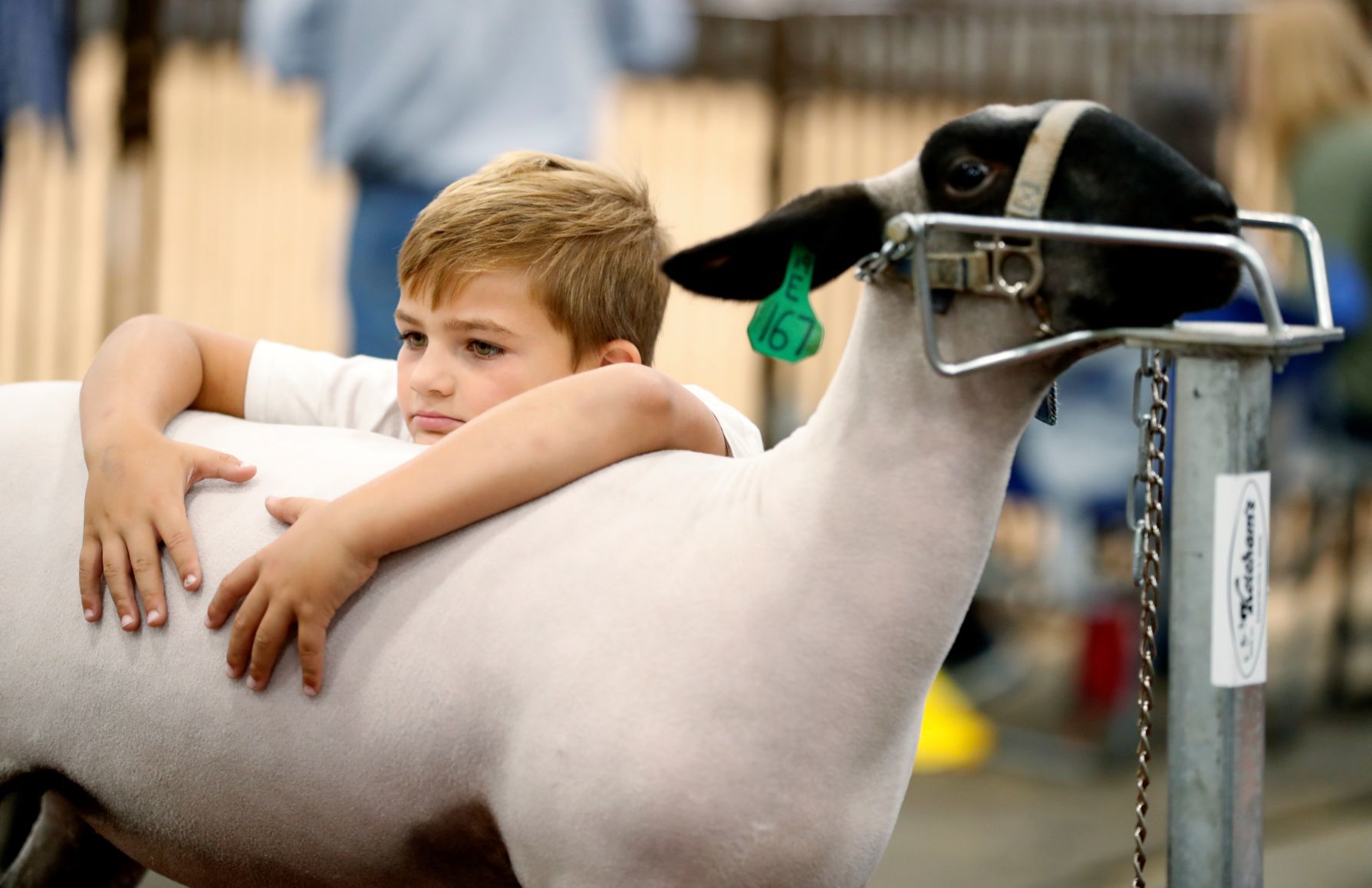 MontanaFair livestock